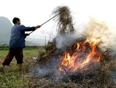 你年年都想燒的秸稈，今年可以吃票子了！