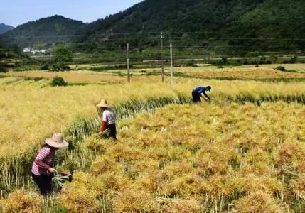 秸稈禁燒季 | 禁止一切露天焚燒秸稈行為！附縣政府禁燒通告、鎮(zhèn)政府倡議書(shū)